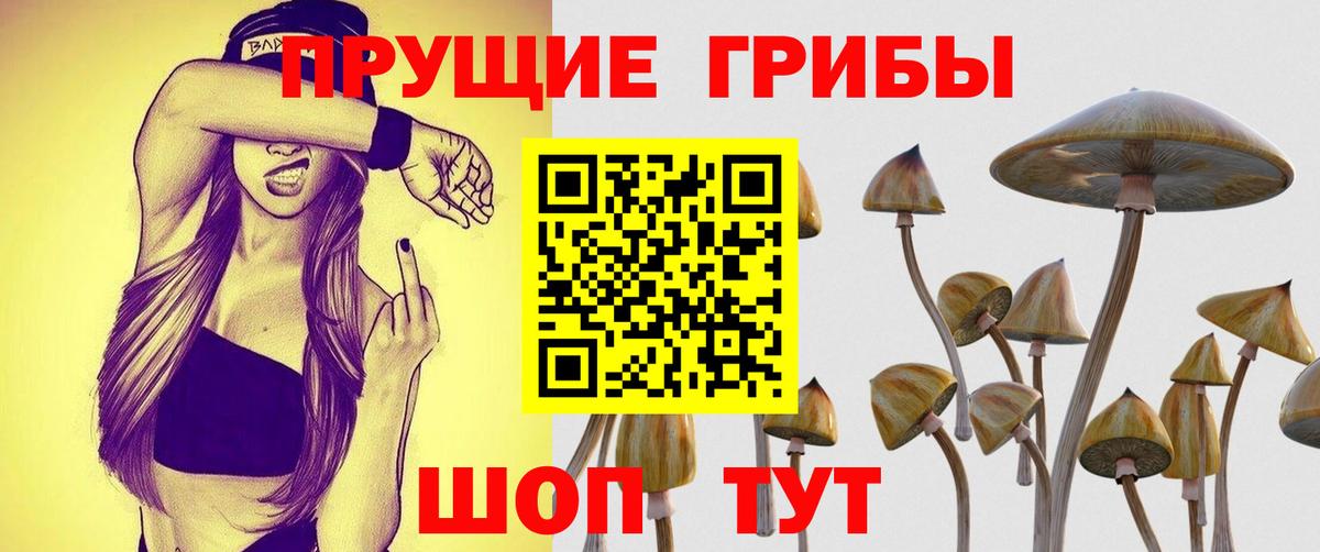 Сегежа  Псилоцибиновые грибы Psilocybine cubensis  Вход с VPN 